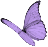 butterfly (1)